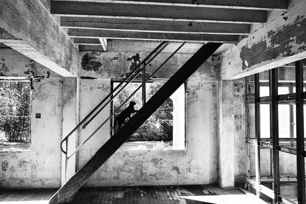 Abandoned interior with peeling walls and a diagonal metal staircase; a cat sits on the stairs.