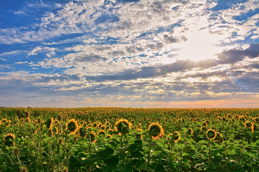 Champ de tournesols