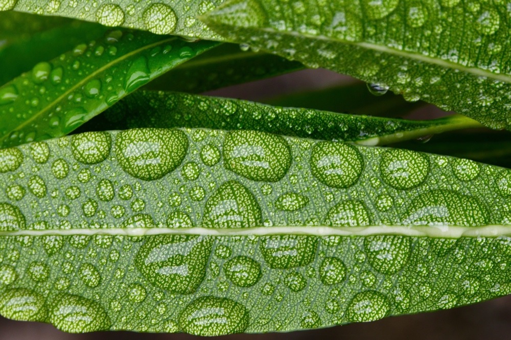 Gouttes d'eau retenues par les feuilles