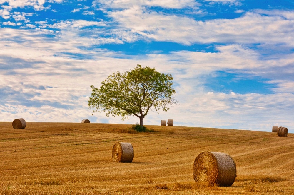 Arbre solitaire pendant la moisson