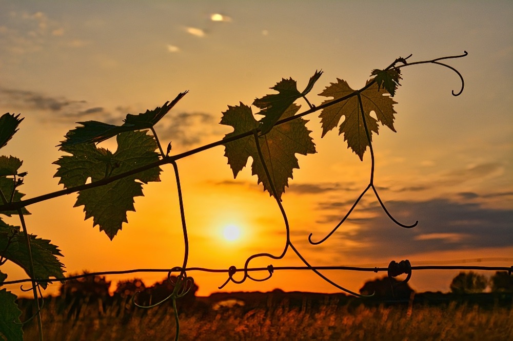 Feuilles de vigne