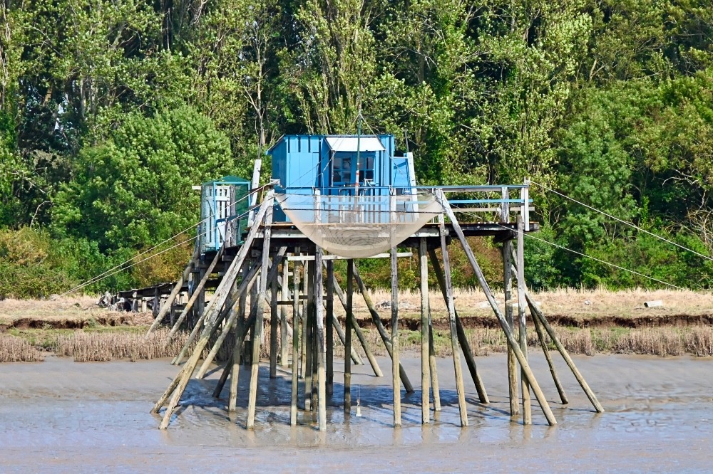 Carrelet de l'estuaire 1