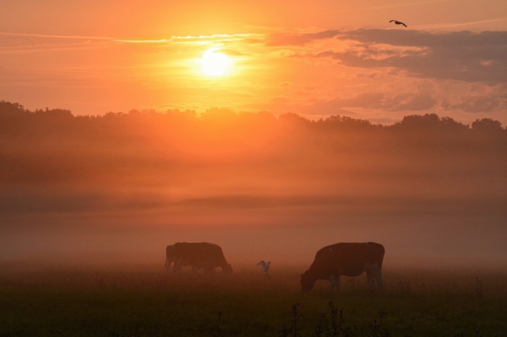 Vaches dans la brume